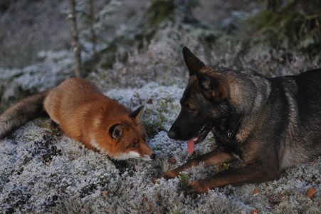 The Tender Moments From The Lovely Friendship Between A Dog And A Fox-4