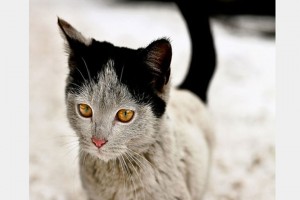 12 Unique Cats In The World Because Of Unique Markings On Their Fur-12