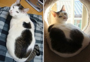 12 Unique Cats In The World Because Of Unique Markings On Their Fur-15