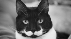 12 Unique Cats In The World Because Of Unique Markings On Their Fur-8