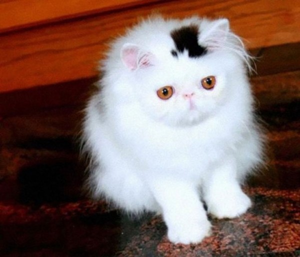 12 Unique Cats In The World Because Of Unique Markings On Their Fur
