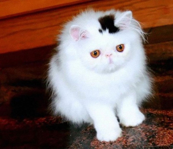 12 Unique Cats In The World Because Of Unique Markings On Their Fur (Photo Gallery)