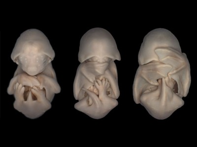 Awesome Photographs Of Baby Animal Fetuses In The Womb-11