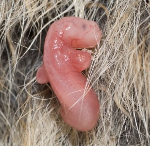 Awesome Photographs Of Baby Animal Fetuses In The Womb-5