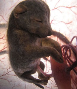 Awesome Photographs Of Baby Animal Fetuses In The Womb-9