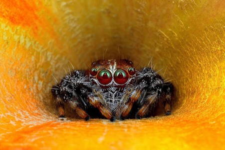 Discover the Beauty Of Spiders Through Microscopic Photographs-12