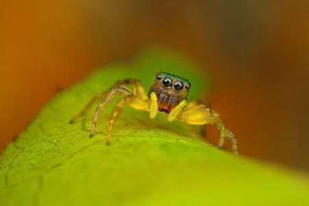 Discover the Beauty Of Spiders Through Microscopic Photographs-19