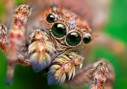 Discover the Beauty Of Spiders Through Microscopic Photographs-2