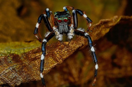 Discover the Beauty Of Spiders Through Microscopic Photographs-20