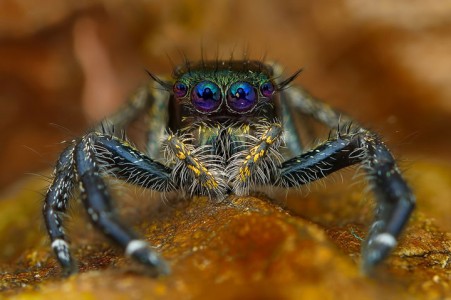 Discover the Beauty Of Spiders Through Microscopic Photographs-21