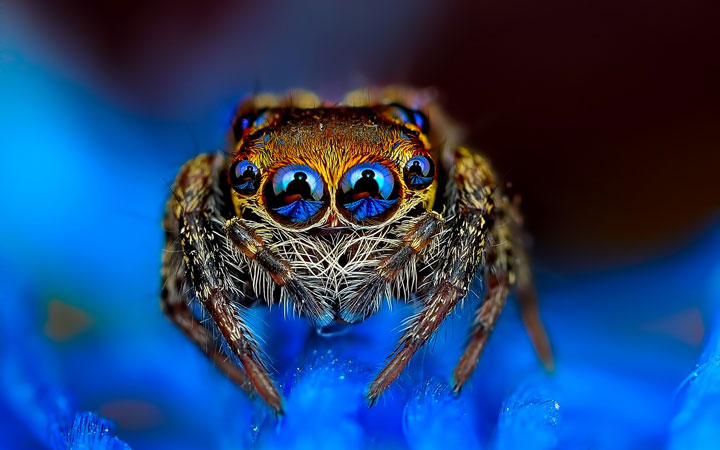 Discover the Beauty Of Spiders Through Microscopic Photographs (Photo Gallery)