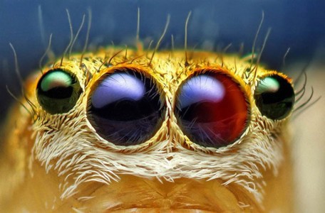 Discover the Beauty Of Spiders Through Microscopic Photographs-6
