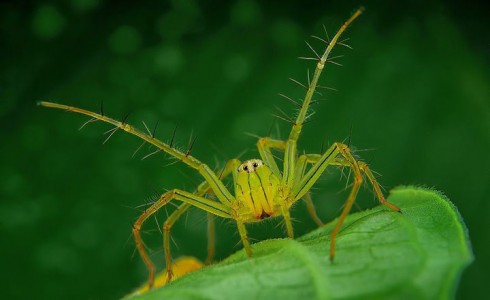 Discover the Beauty Of Spiders Through Microscopic Photographs-7