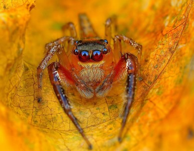 Discover the Beauty Of Spiders Through Microscopic Photographs-8
