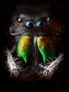Discover the Beauty Of Spiders Through Microscopic Photographs-9