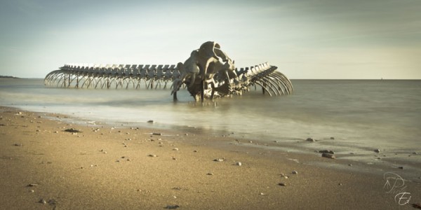 A Giant Aluminium Made Skeleton Of Serpent On the Beach of Loire, France-1