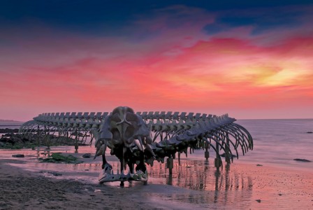 A Giant Aluminium Made Skeleton Of Serpent On the Beach of Loire, France-5
