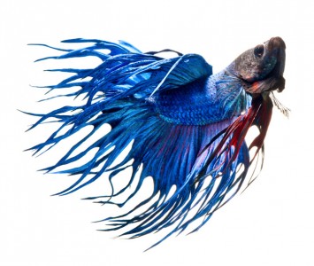 Discover The Sublime Beauty In The Dance Of Siamese Fighting Fish-10