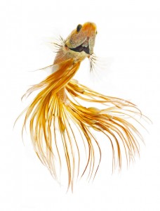 Discover The Sublime Beauty In The Dance Of Siamese Fighting Fish-12