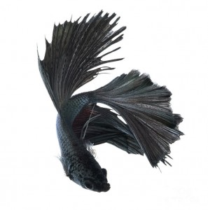 Discover The Sublime Beauty In The Dance Of Siamese Fighting Fish-15