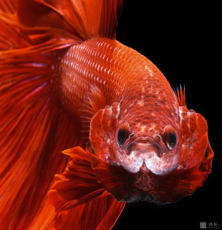 Discover The Sublime Beauty In The Dance Of Siamese Fighting Fish-17