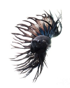 Discover The Sublime Beauty In The Dance Of Siamese Fighting Fish-18