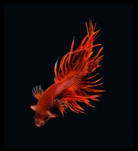 Discover The Sublime Beauty In The Dance Of Siamese Fighting Fish-2