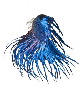Discover The Sublime Beauty In The Dance Of Siamese Fighting Fish-3