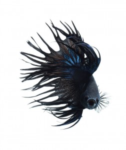 Discover The Sublime Beauty In The Dance Of Siamese Fighting Fish-5