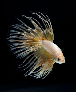 Discover The Sublime Beauty In The Dance Of Siamese Fighting Fish-6