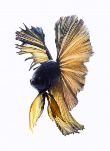 Discover The Sublime Beauty In The Dance Of Siamese Fighting Fish-7