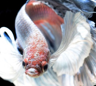 Discover The Sublime Beauty In The Dance Of Siamese Fighting Fish-8