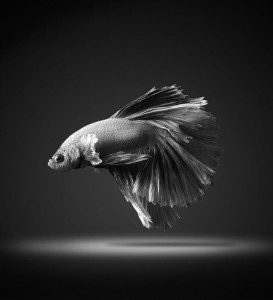 Discover The Sublime Beauty In The Dance Of Siamese Fighting Fish-9