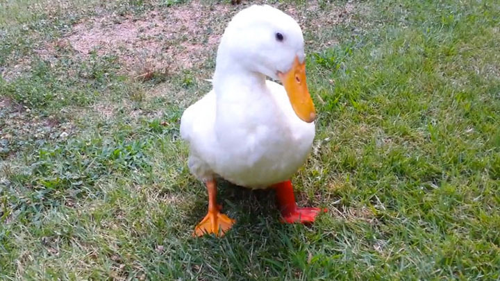 A Duck Find Use Of Its Malformed Leg Thanks To A 3D printed prosthetic-1