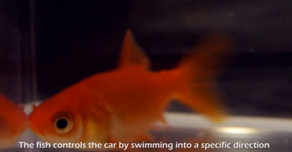 Engineers Invent A Mobile Aquarium Driven By The Movements Of Fish (Video)-3