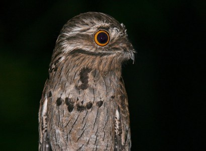Discover Potoo, Only Bird That Can Camouflage Itself As A Branch-1