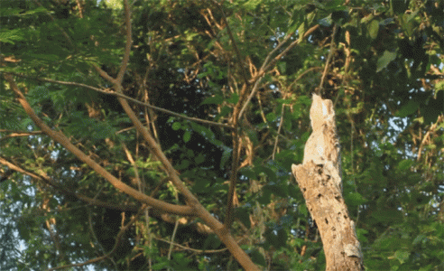 Discover Potoo, Only Bird That Can Camouflage Itself As A Branch-3