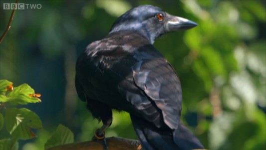 Raven Has A Remarkable Brain Capable Of Solving Complex Puzzles In 8 Steps-