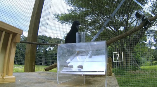 Raven Has A Remarkable Brain Capable Of Solving Complex Puzzles In 8 Steps-10