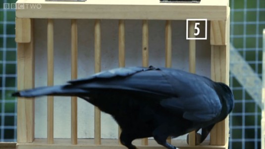 Raven Has A Remarkable Brain Capable Of Solving Complex Puzzles In 8 Steps-11