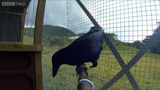 Raven Has A Remarkable Brain Capable Of Solving Complex Puzzles In 8 Steps-2