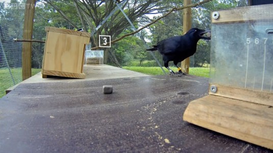 Raven Has A Remarkable Brain Capable Of Solving Complex Puzzles In 8 Steps-6