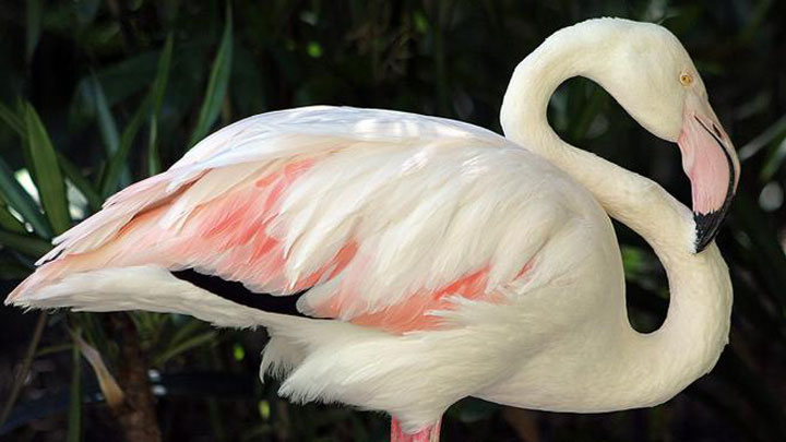 World’s Oldest Living Flamingo Dies Aged 83 years