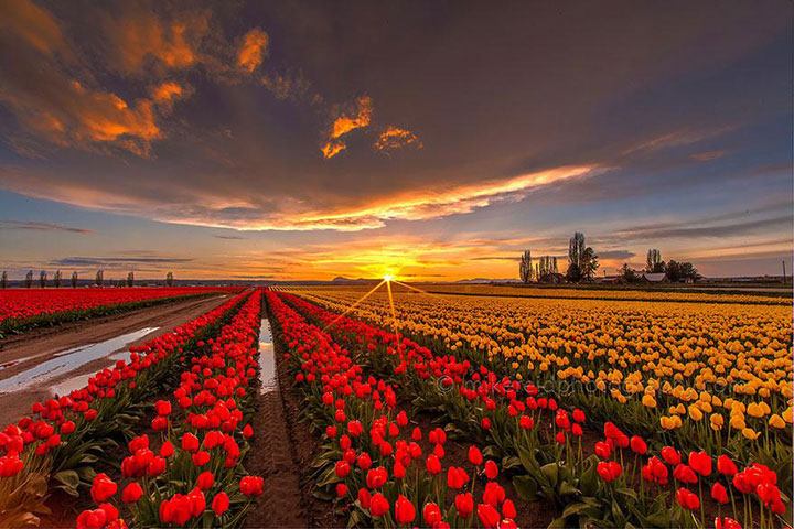 Celebrate The Arrival Of Spring With 15 Beautiful Flower Field Photos-10