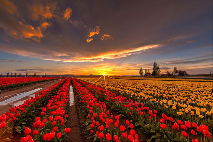 Top 15 Beautiful Flower Field Photos To Celebrate Arrival Of Spring