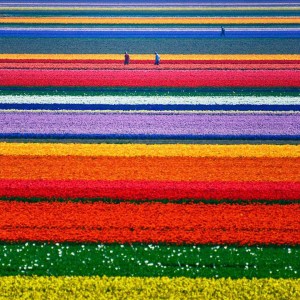 Celebrate The Arrival Of Spring With 15 Beautiful Flower Field Photos-3
