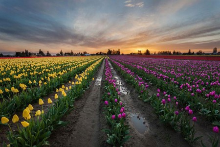 Celebrate The Arrival Of Spring With 15 Beautiful Flower Field Photos-4