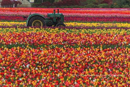 Celebrate The Arrival Of Spring With 15 Beautiful Flower Field Photos-7