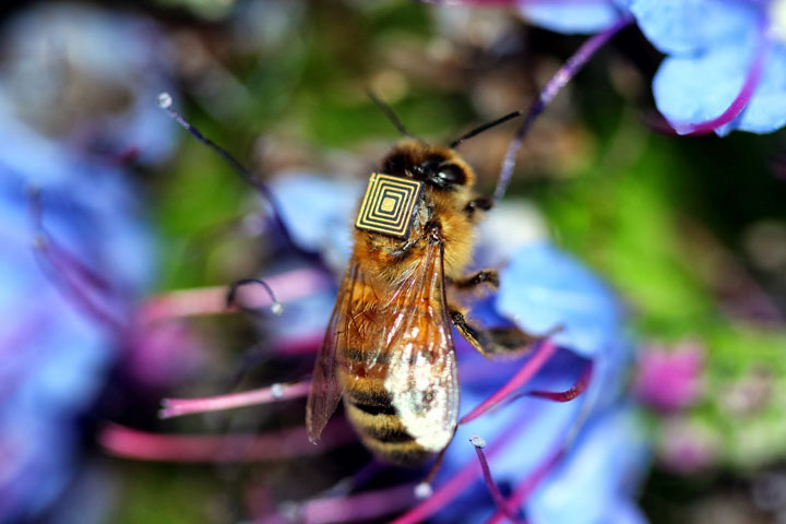 Scientists Study Bee Behaviour By Equipping Them With Electronic Sensors-
