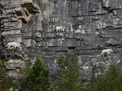 Top 12 Mountain Goats In A Miserable Position While Climbing A Cliff-1